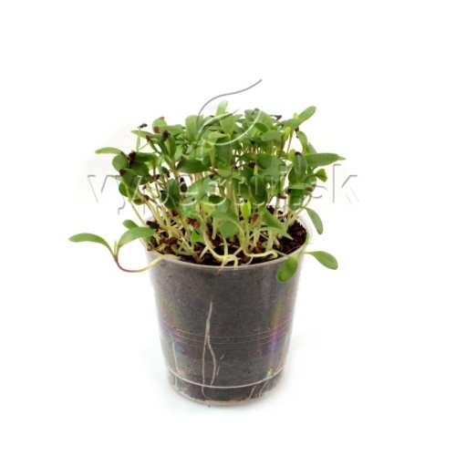 Alfalfa semená na mikrozeleninu 100 g